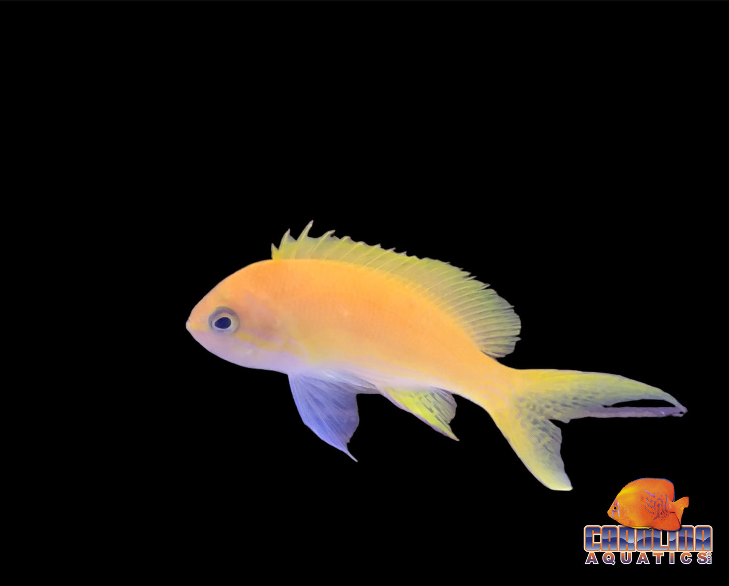 Anthias - Square Female