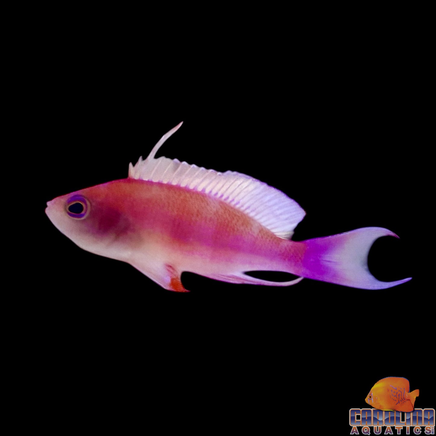 Anthias - Randall’s