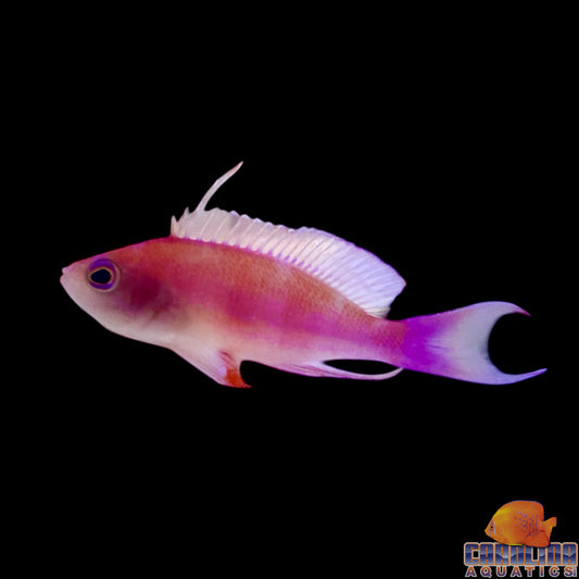 Anthias - Randall’s
