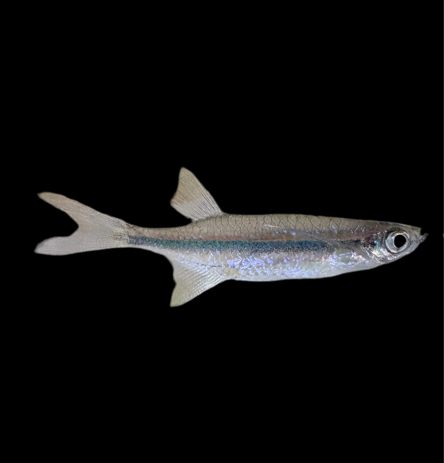 Danio - Malabar Hatchet Med