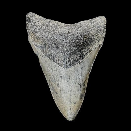 Megalodon Tooth