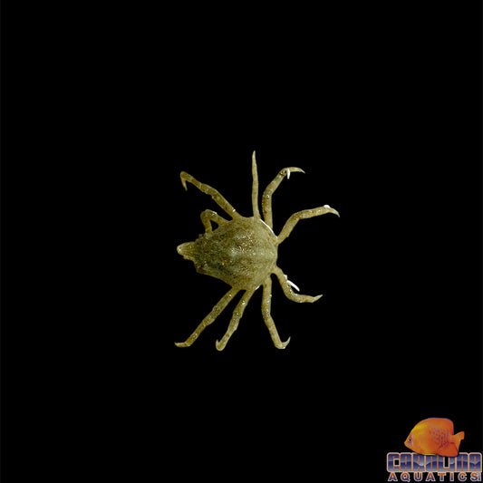 Crab - Spider
