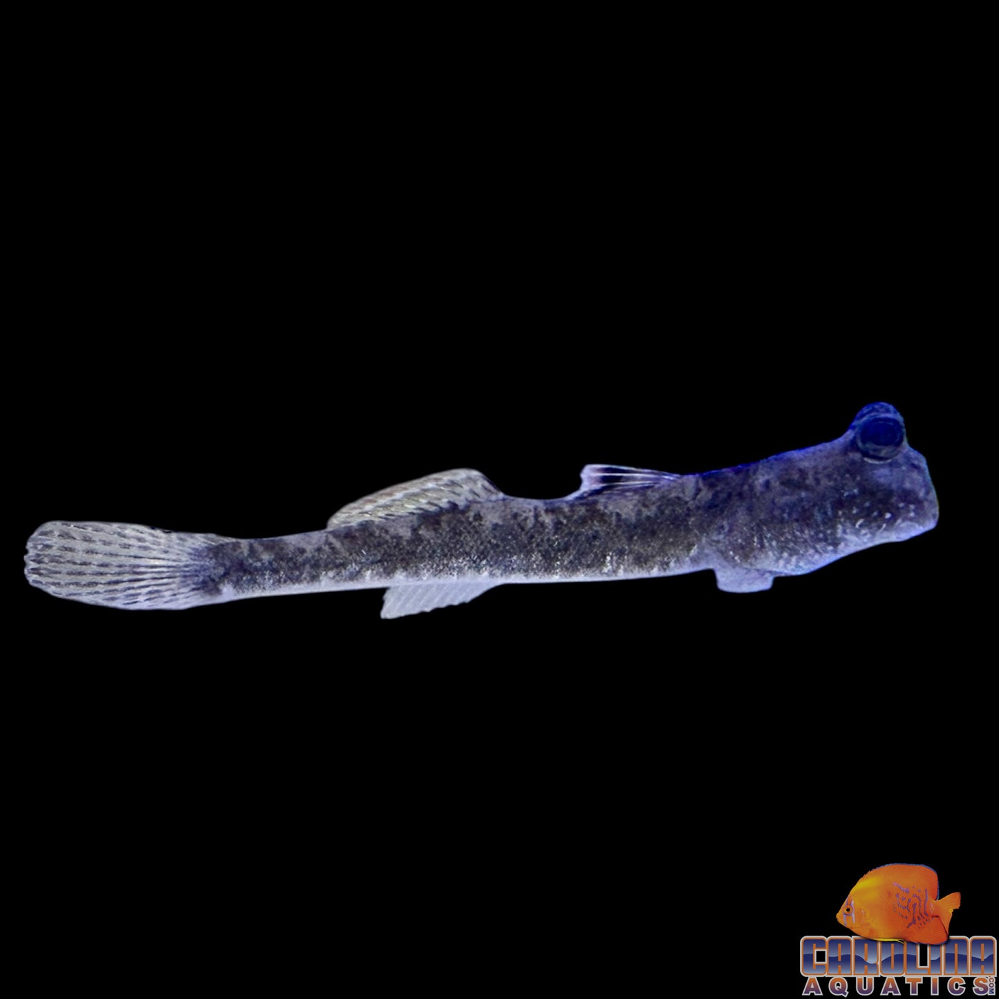 Mudskipper - Barred