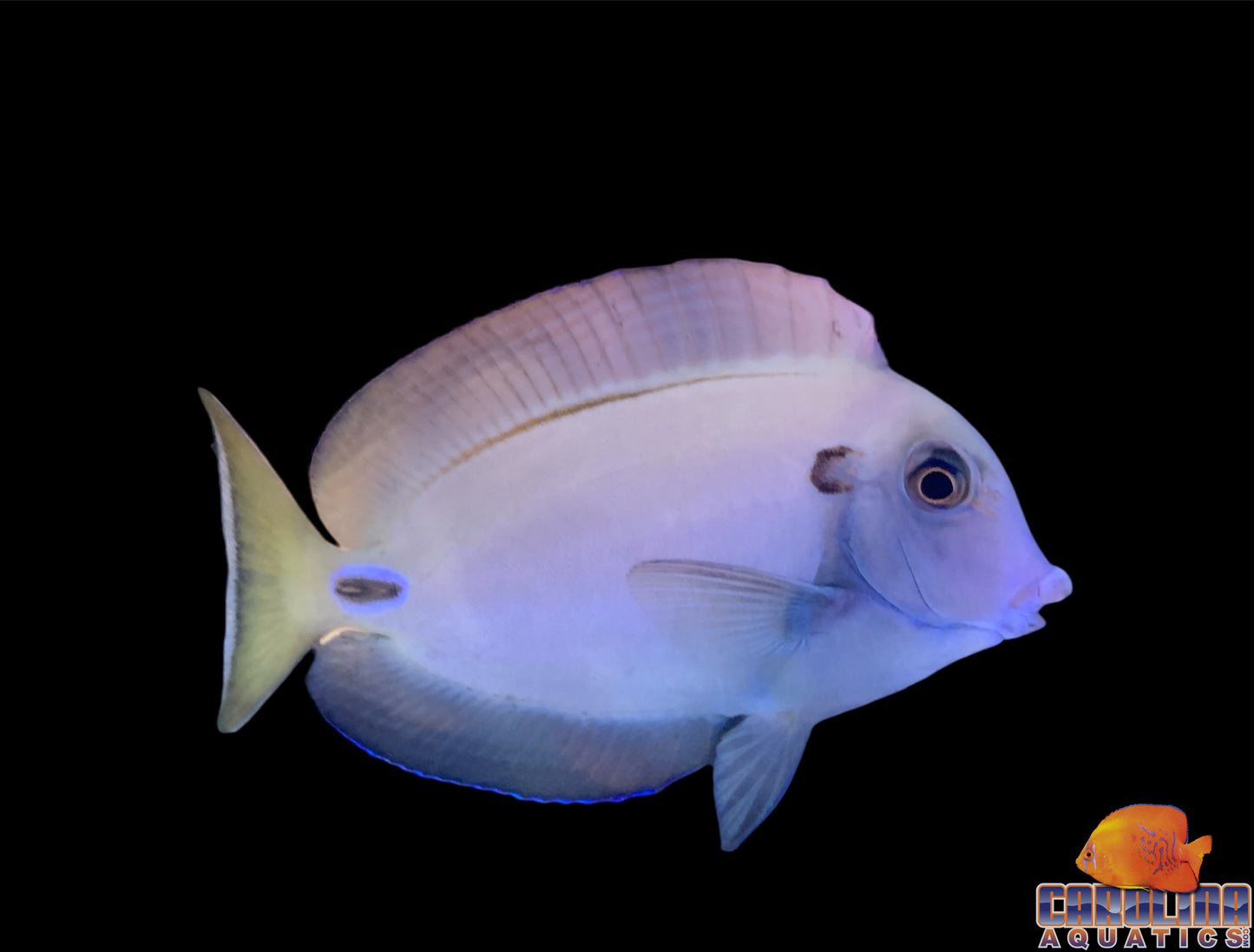 Tang - Tennenti Sm/Md