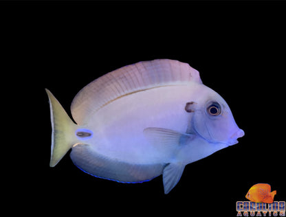 Tang - Tennenti Sm/Md