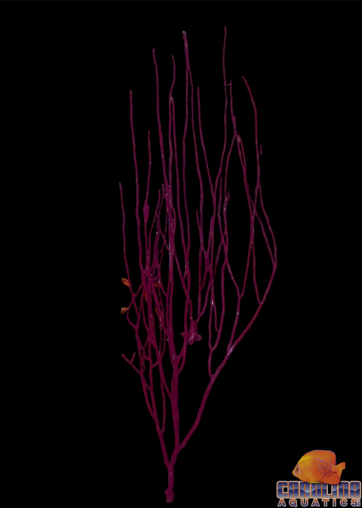 Gorgonian - Purple Whip