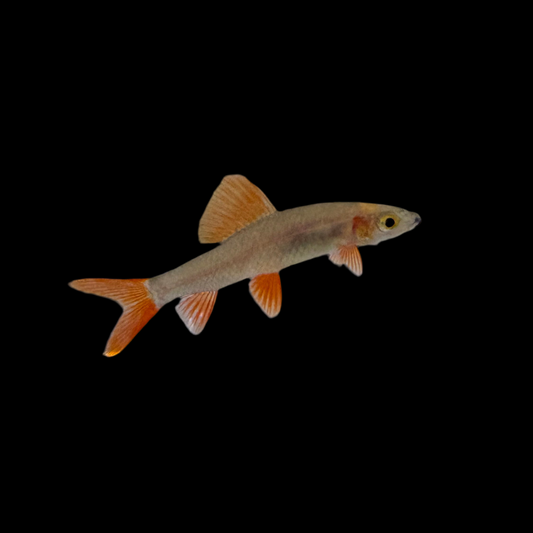 Shark - Rainbow Chocolate 1.5-2in