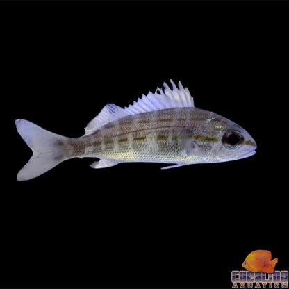 Grunt - Small Mouth