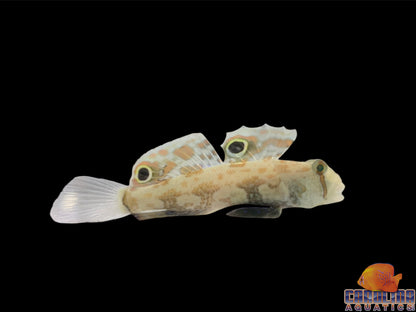 Goby - Twinspot