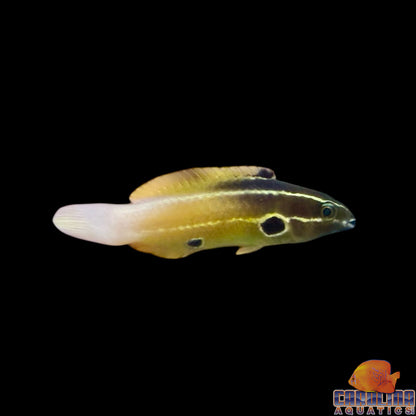 Wrasse - Allen's Tubelip