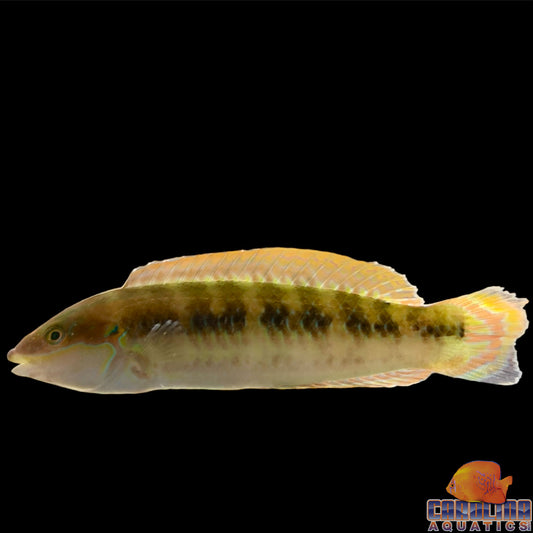 Wrasse - Slippery Dick