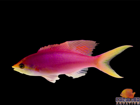 Anthias - Queen Purple Adult