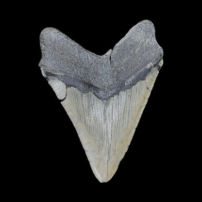Megalodon Tooth