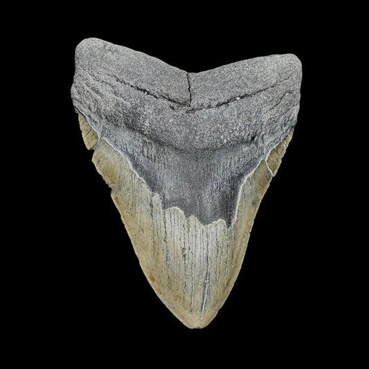 Megalodon Tooth