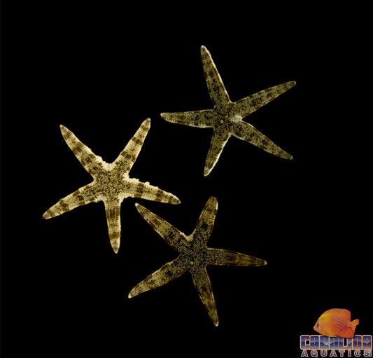Starfish - Sand Shifting