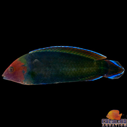 Wrasse - Red Head