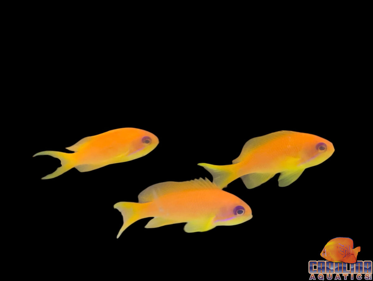 Anthias - Squamipinnis Female Sm