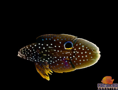 Grouper - Marine Betta Sm