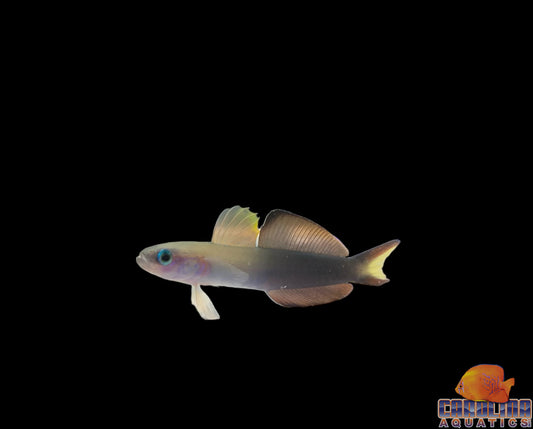 Goby - Scissortail Lg