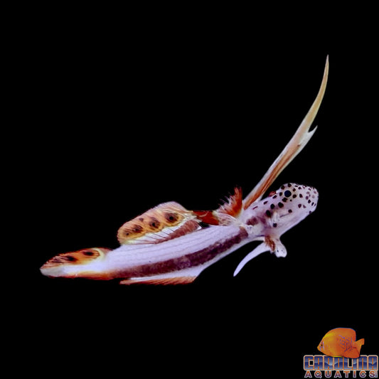 Goby - Flaming Prawn