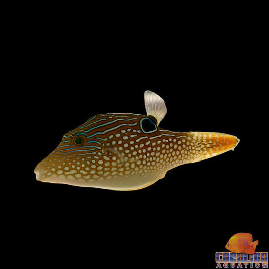 Puffer - Sharpnose Neon