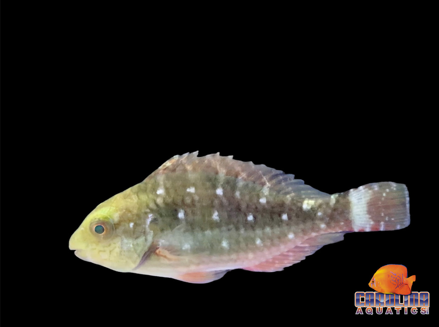 Parrotfish - Stoplight Female