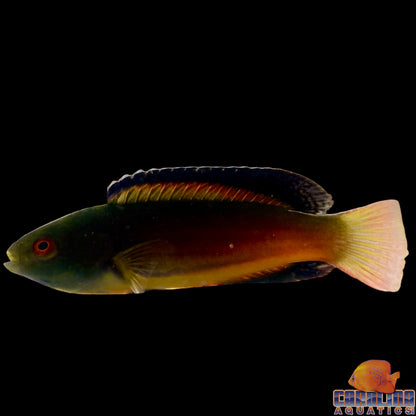 Wrasse - Scott’s Fairy