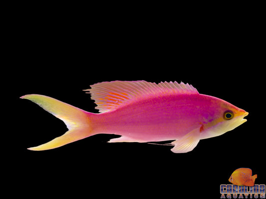 Anthias - Queen Purple Adult