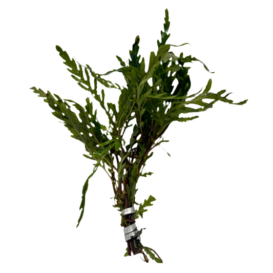 Hygrophila Pinnatifida