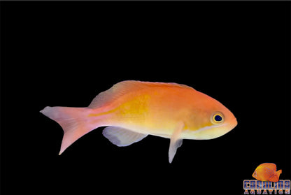 Anthias - Red Fairy