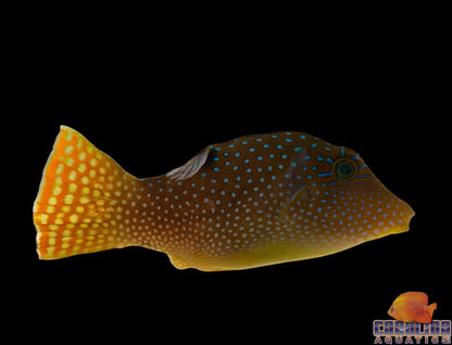Puffer - Fiji Orange Tail