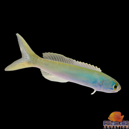 Tilefish - Flashing