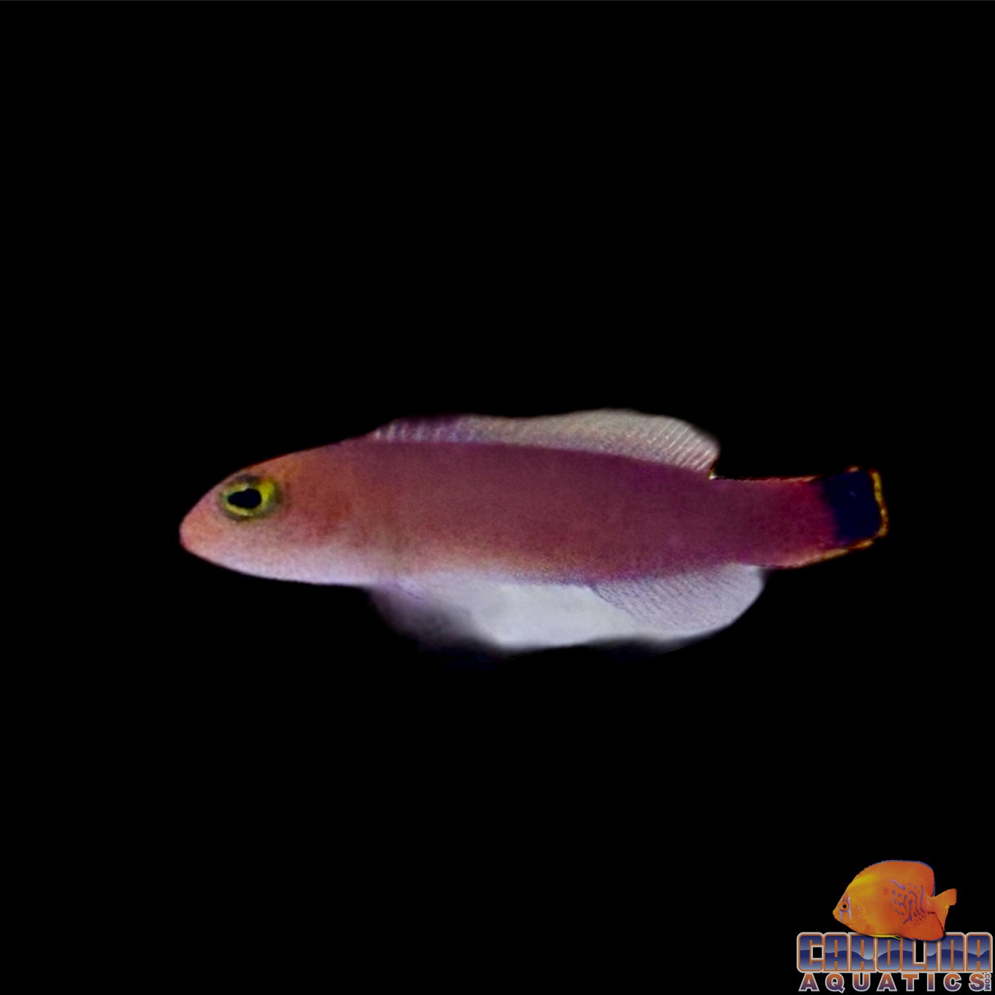 Dottyback - Elongated