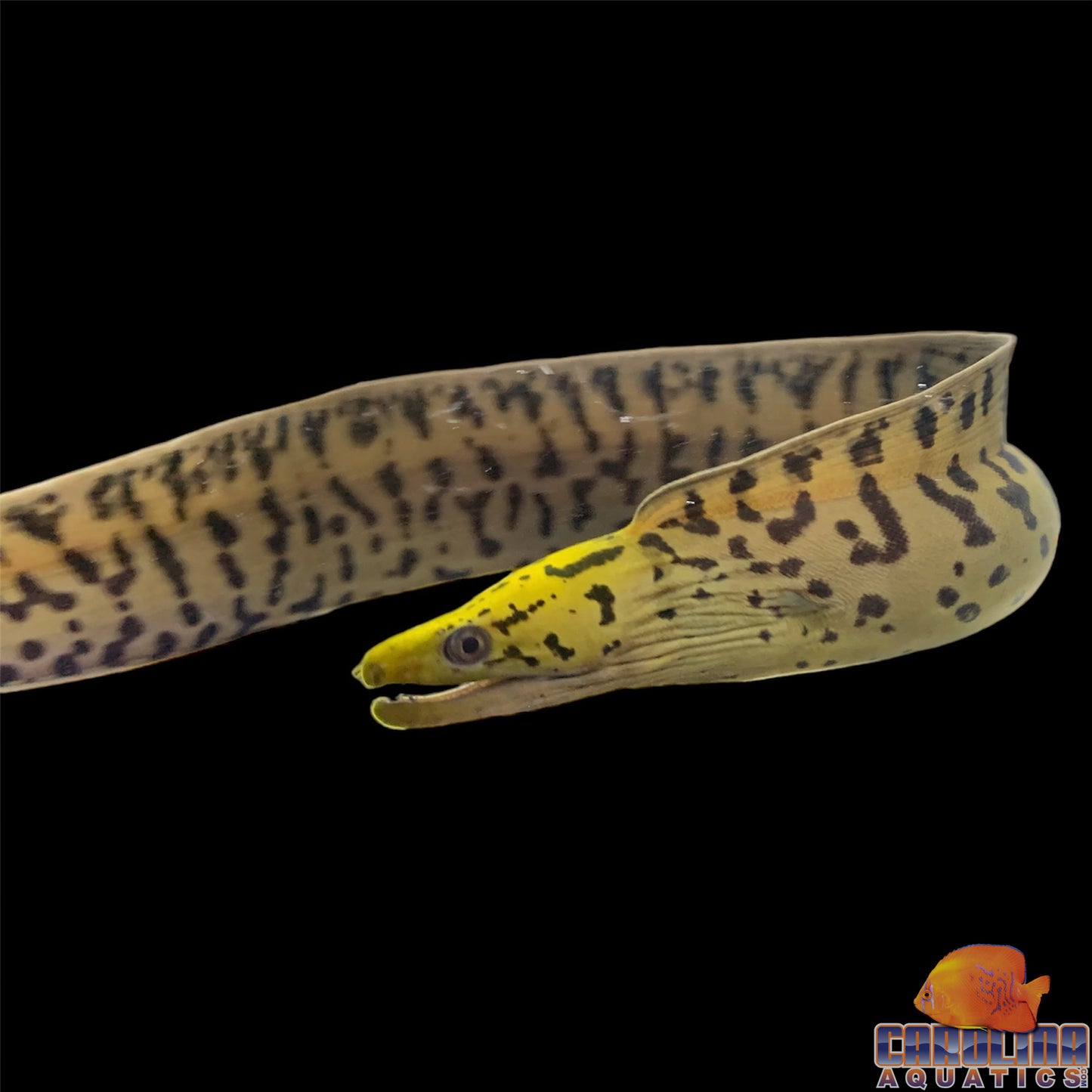 Eel - Moray Yellowhead Lg