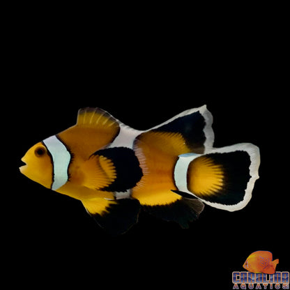 Clown - Mocha Longfin WYSIWYG #2