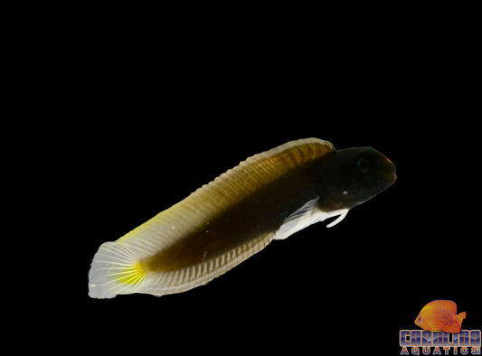 Blenny - Yellow Tail