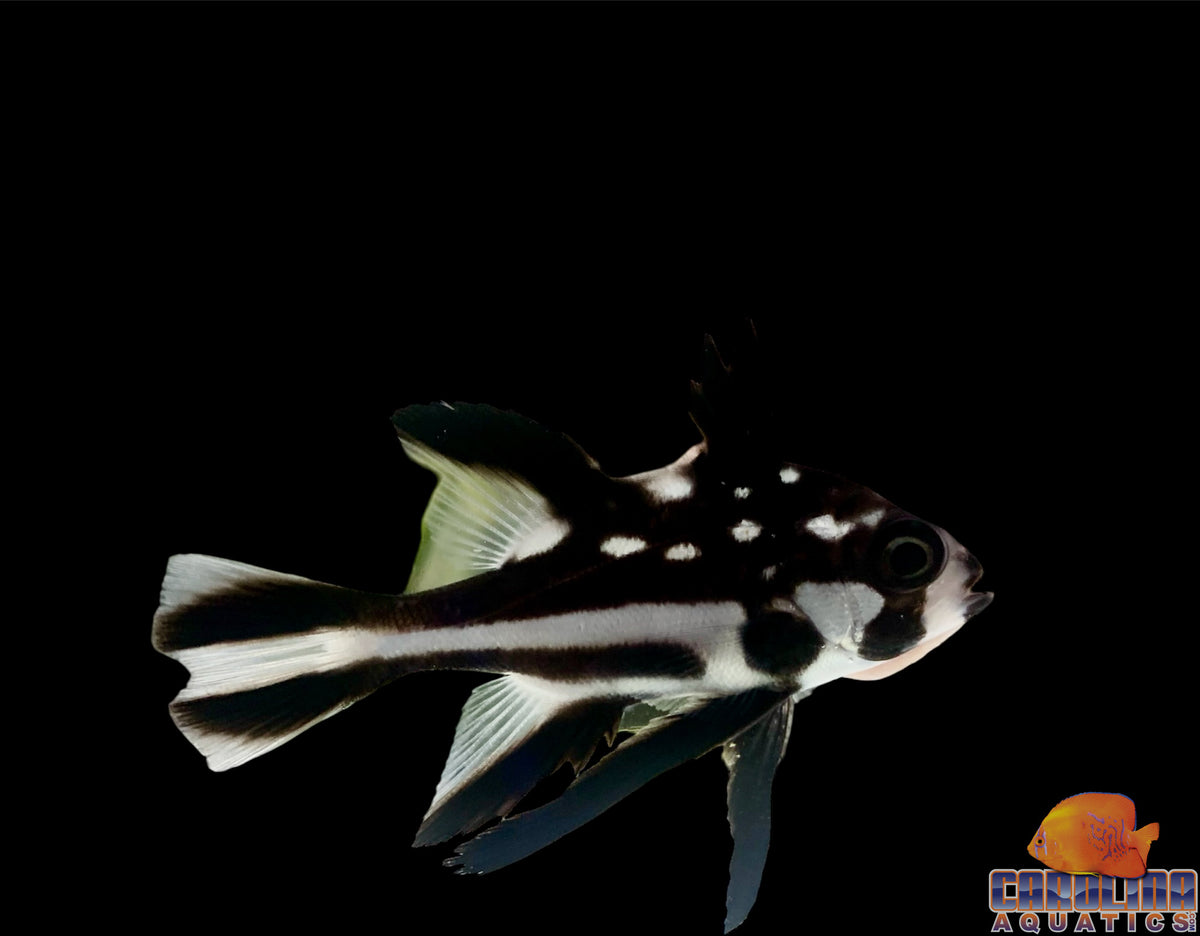 Snapper - Macolor