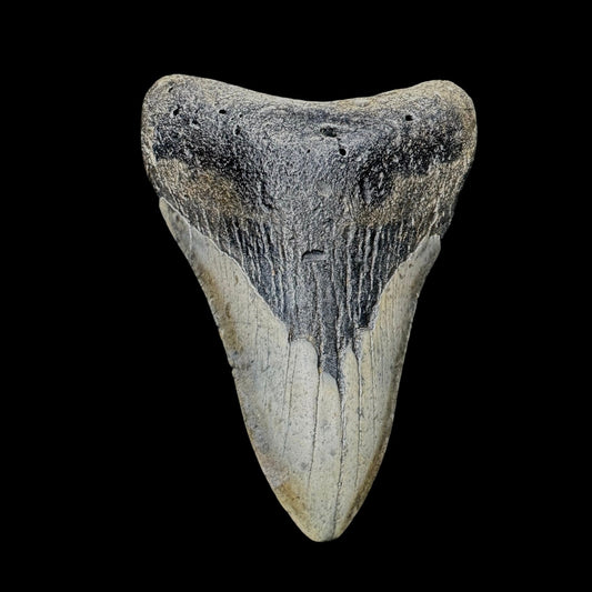Megalodon Tooth