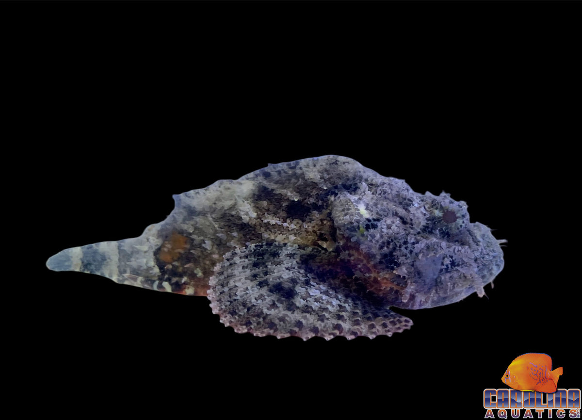 Scorpionfish - Spotted Jumbo