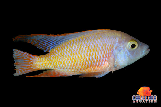 African - Red Empress Albino Male XL