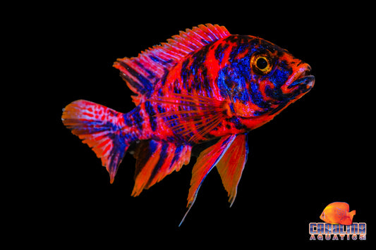 African - Peacock Premium O.B. Male XL
