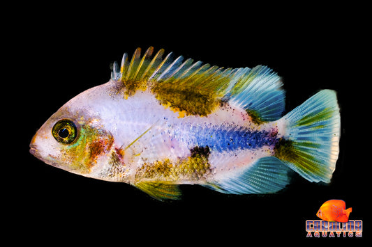 Cichlid - Marble Fenestratus 2-2.5in