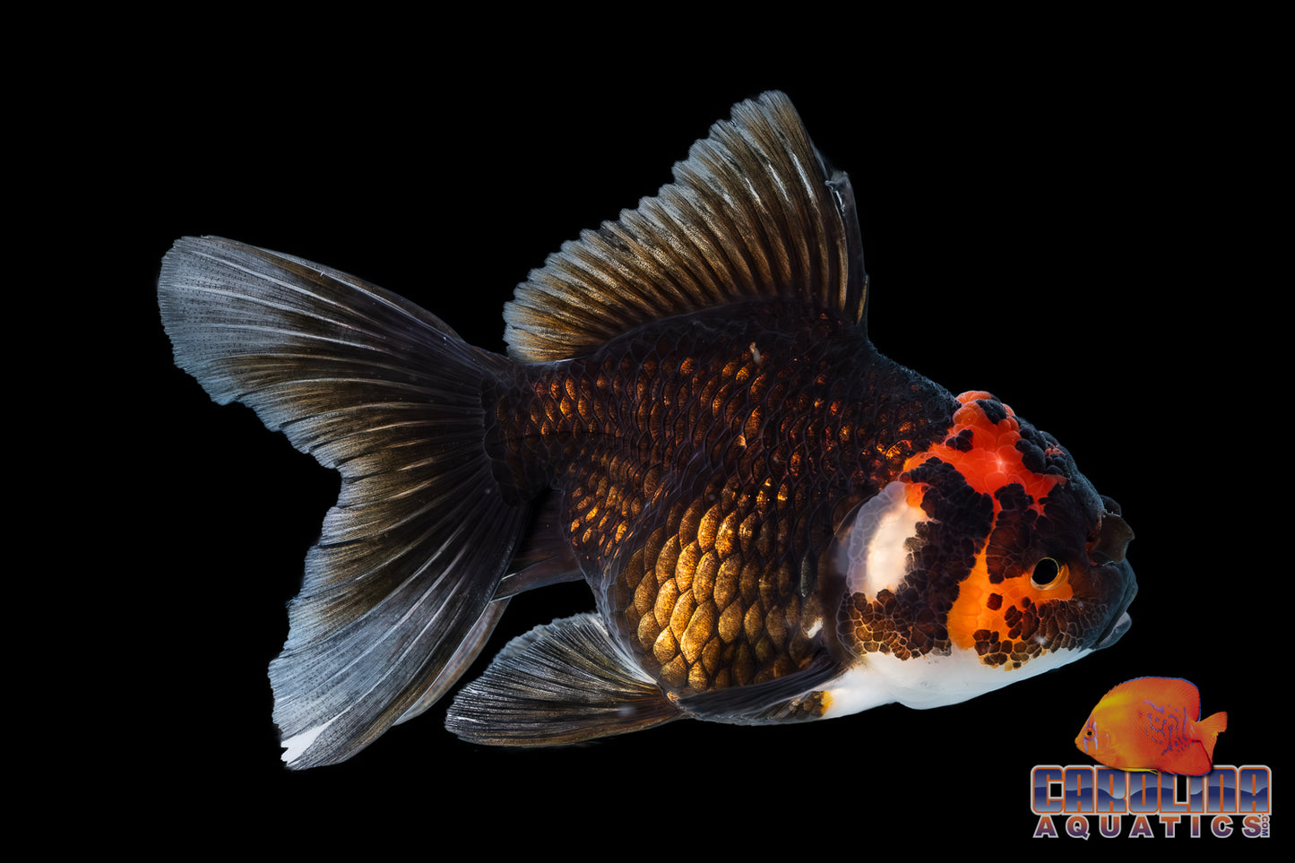 Goldfish - Oranda Thai Tricolor Grade A 3-4in (Show Quality)