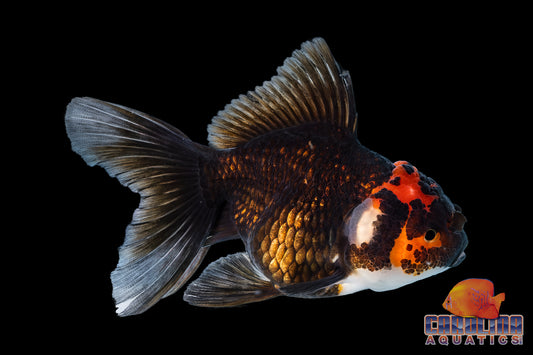 Goldfish - Oranda Thai Red/Black 2in