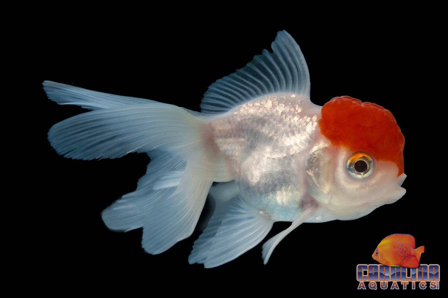 Goldfish - Oranda Redcap Imported