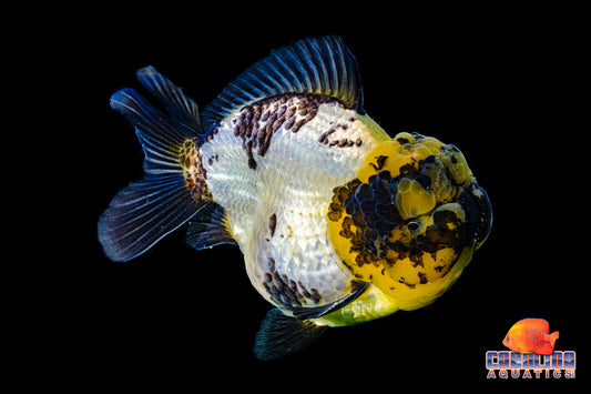 Goldfish - Ranchu Black and White Short Tail 6in Show Quality