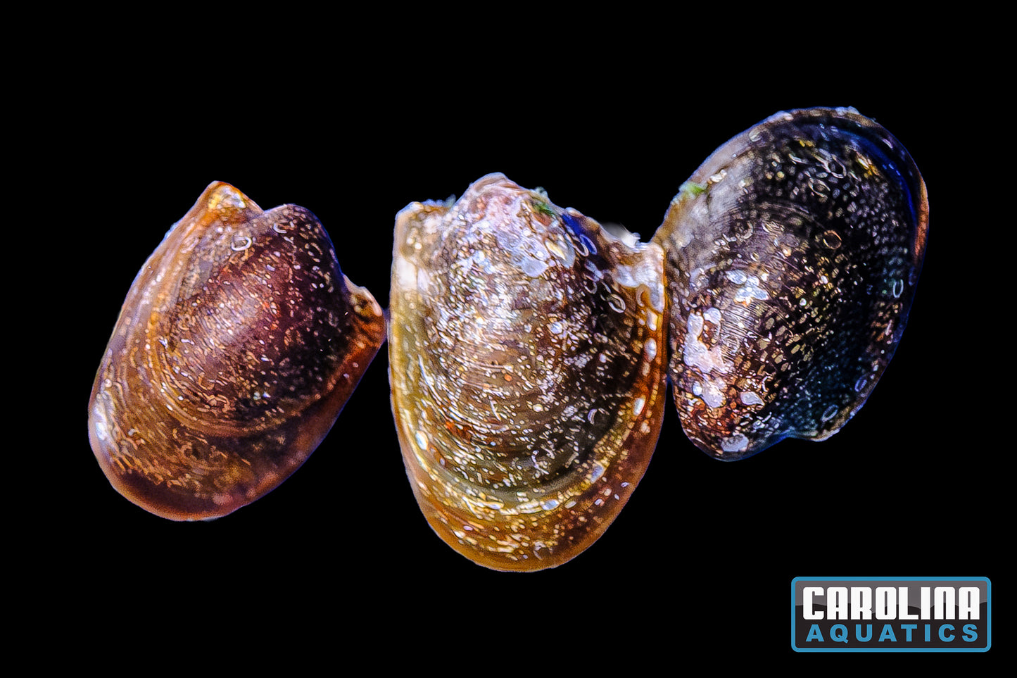Invert - Snail Batman Nerite