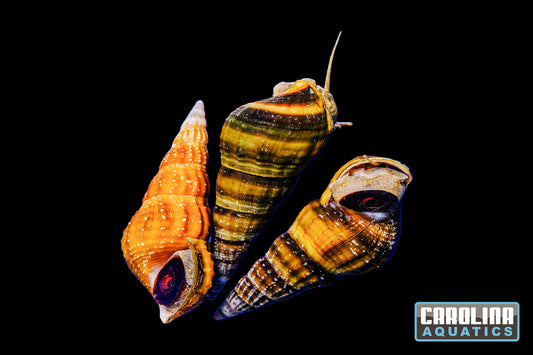 Invert - Snail Bumblebee Pagoda