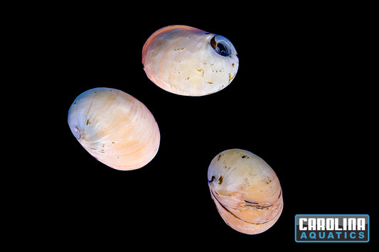 Invert - Snail Pink Racer Nerite Lg