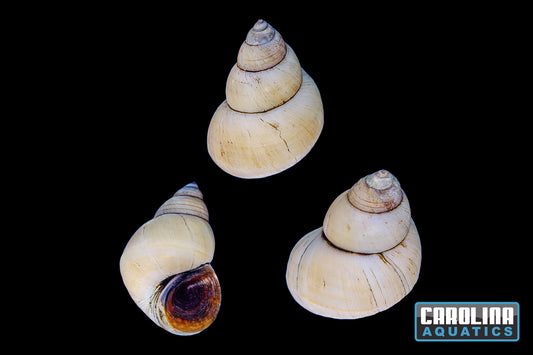 Invert - Snail White Wizard